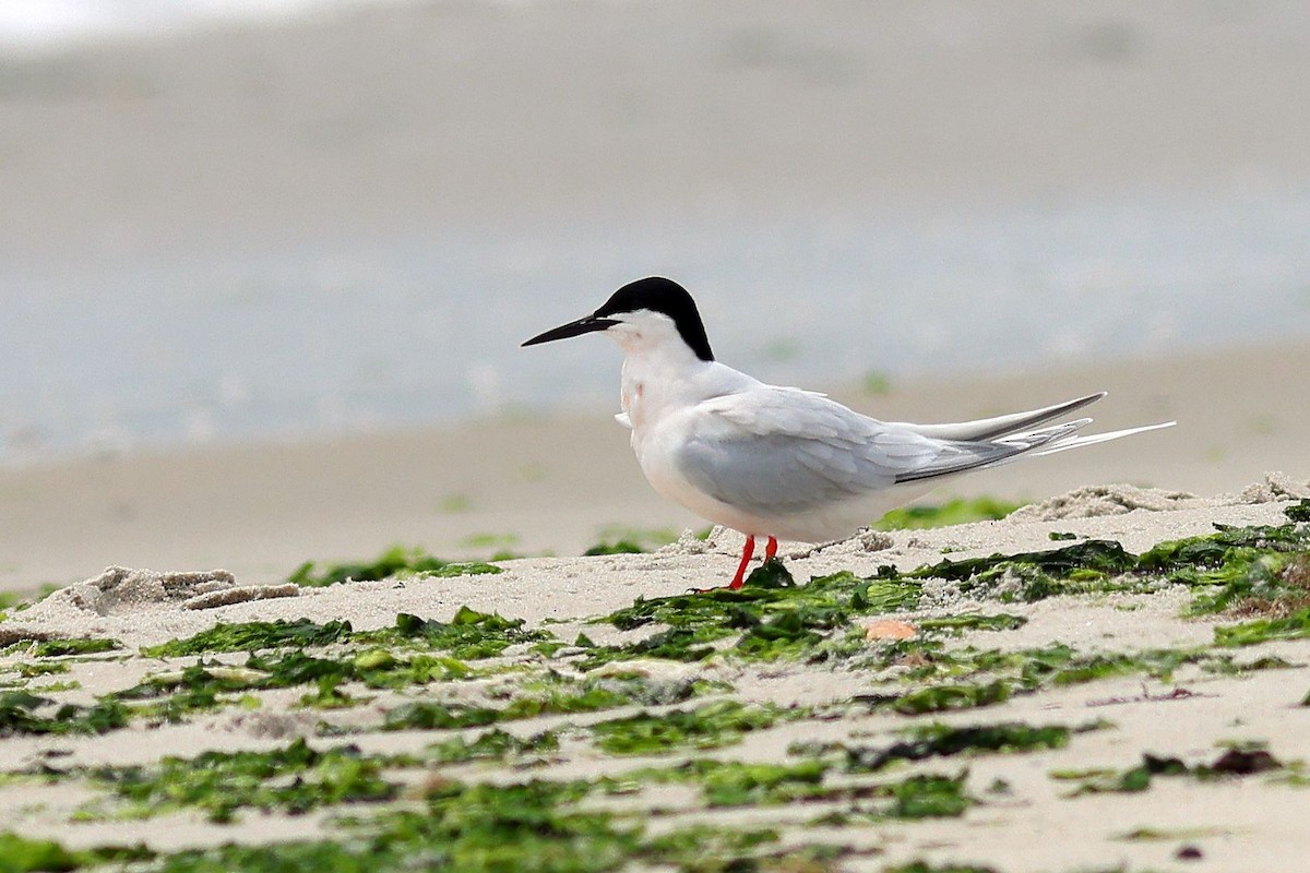 Roseate Tern - ML637556250