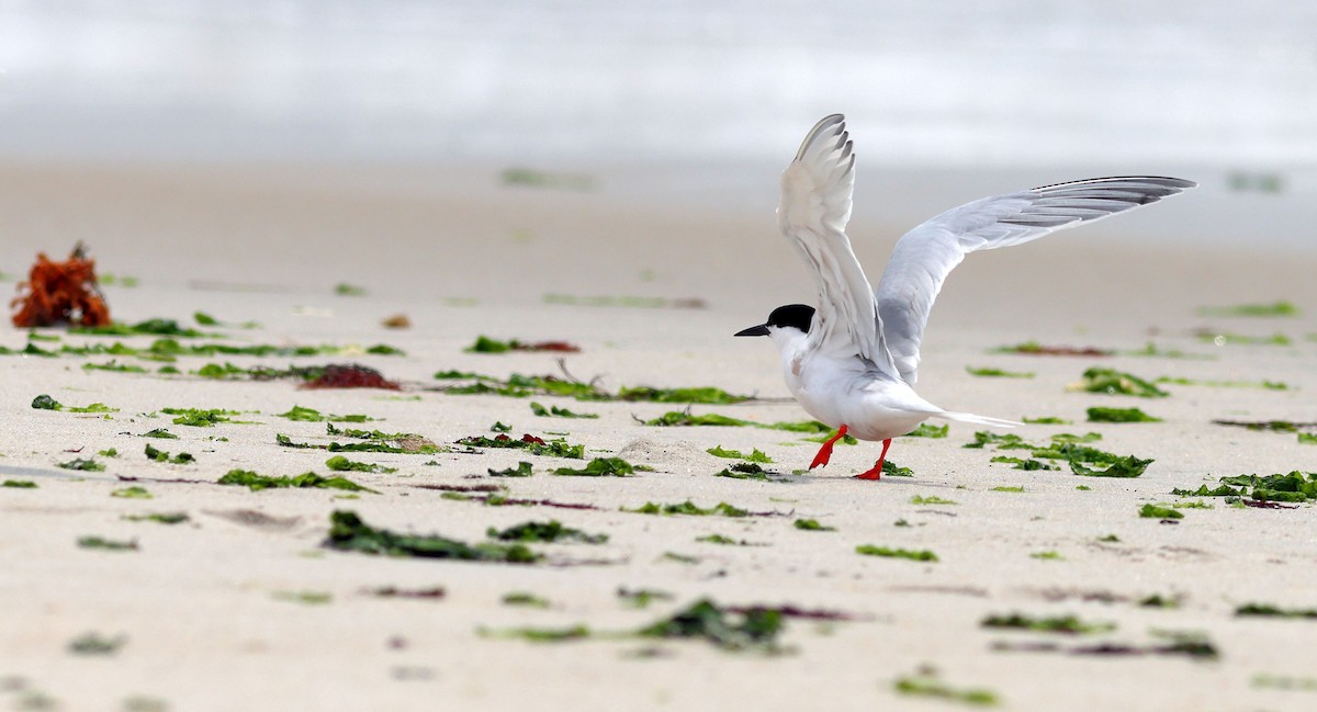 Roseate Tern - ML637556251
