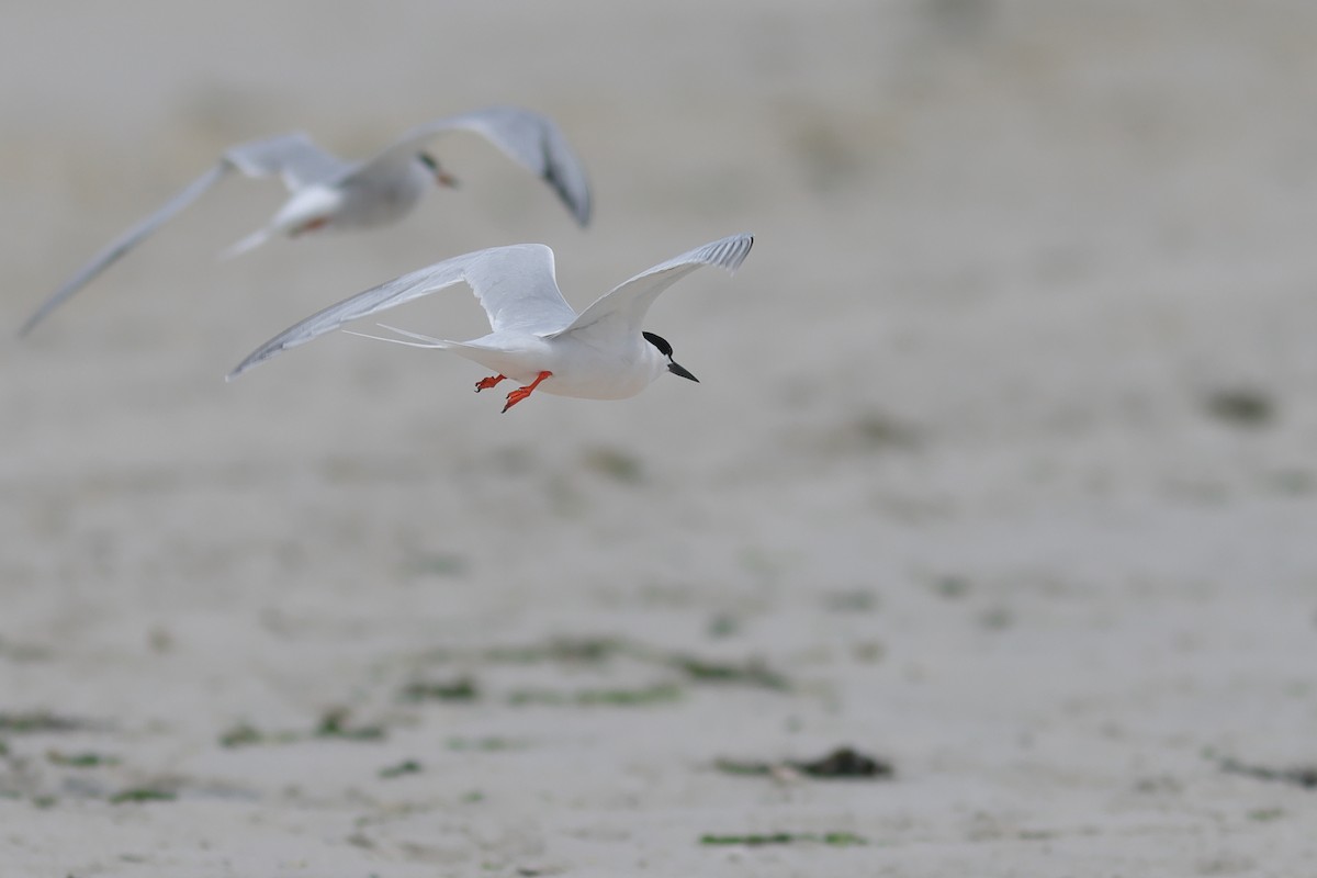 Roseate Tern - ML637556252