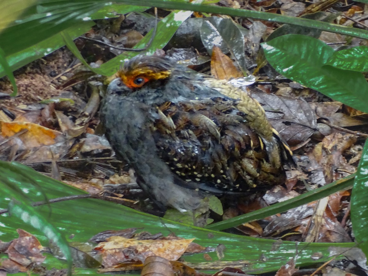 Spot-winged Wood-Quail - ML637556312