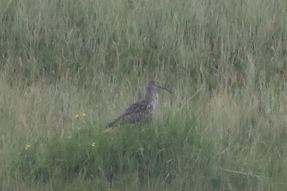 Eurasian Curlew - ML637556323