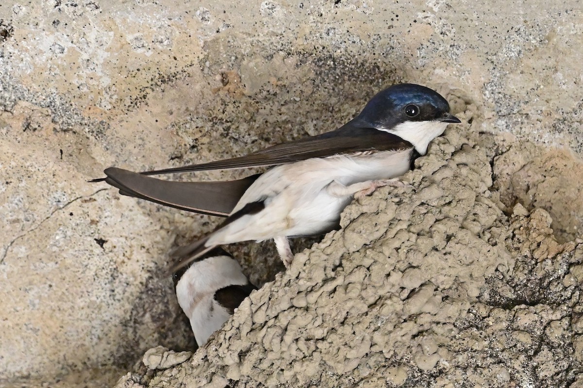 Western House-Martin - ML637556327