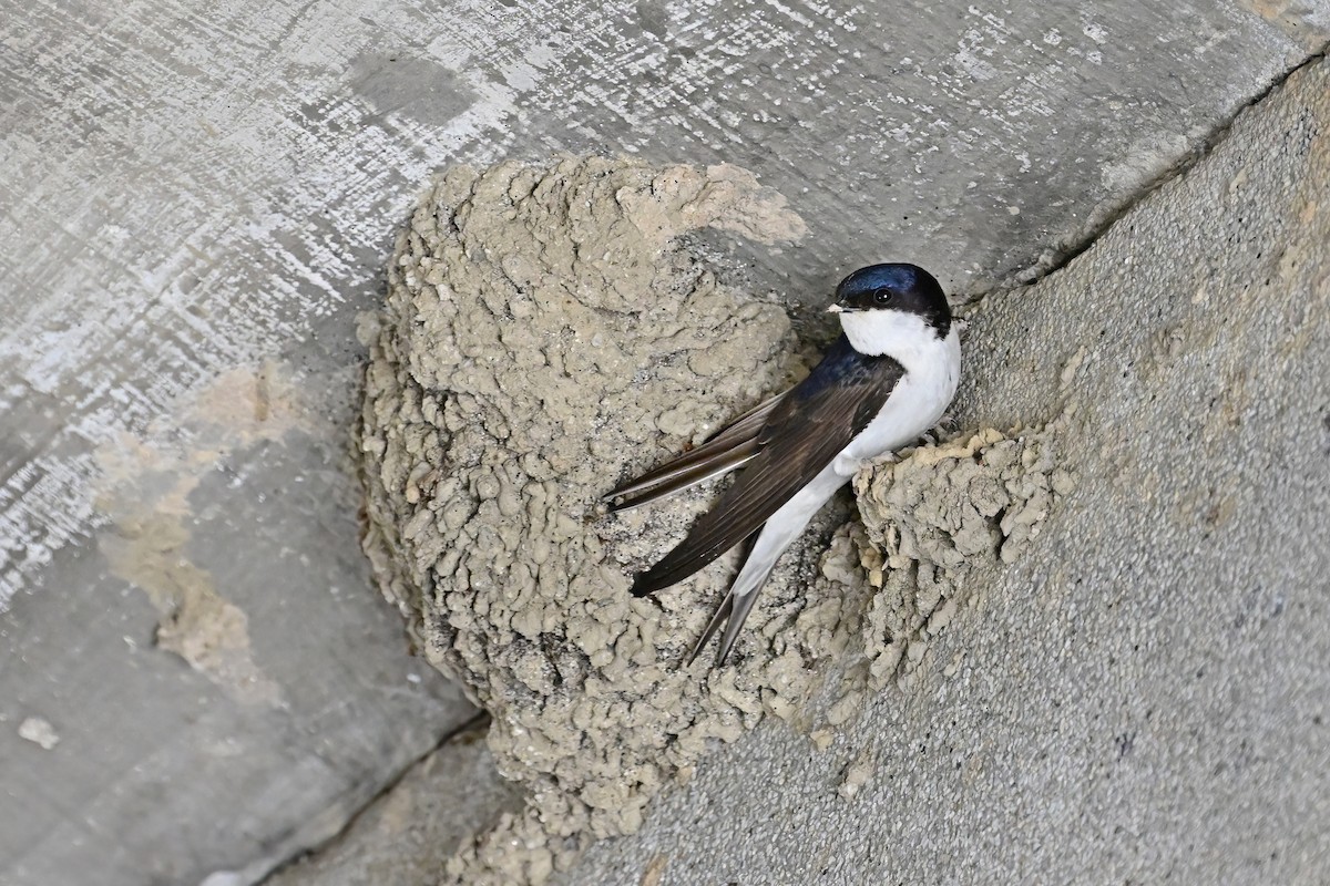 Western House-Martin - ML637556330