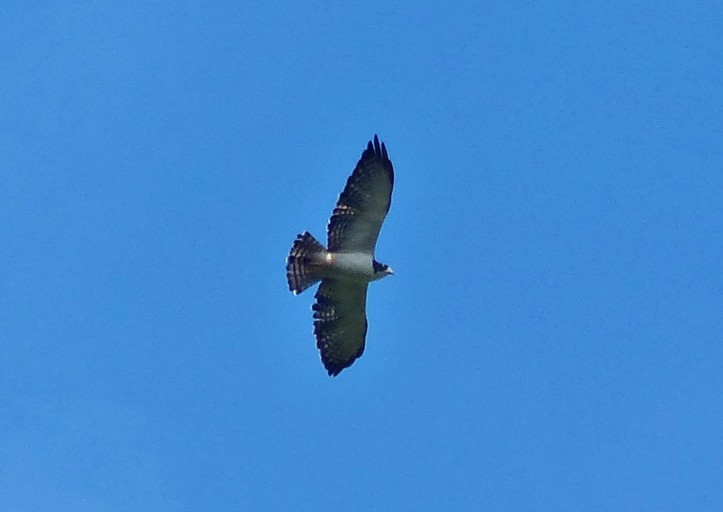 Short-tailed Hawk - ML637556333