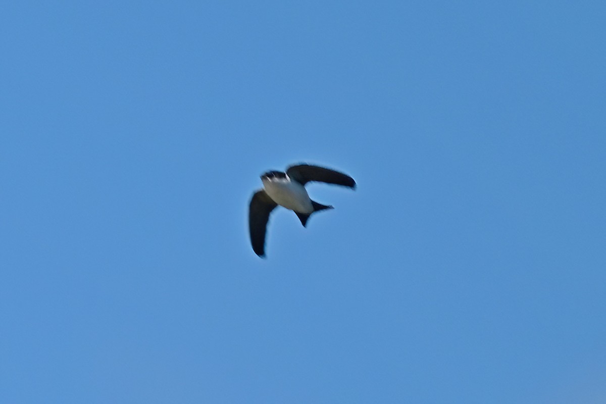 Western House-Martin - ML637556335