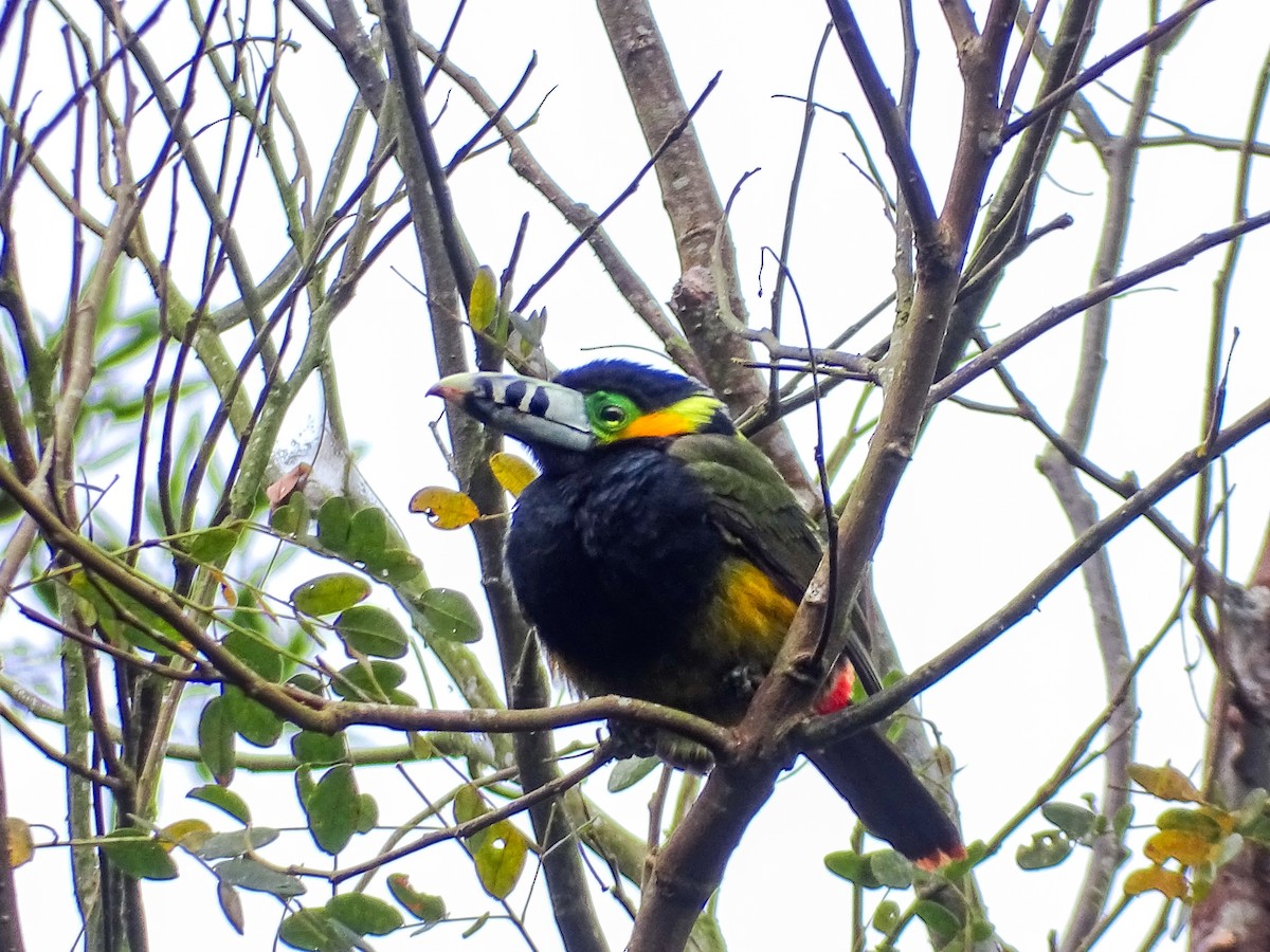 Spot-billed Toucanet - ML637556363