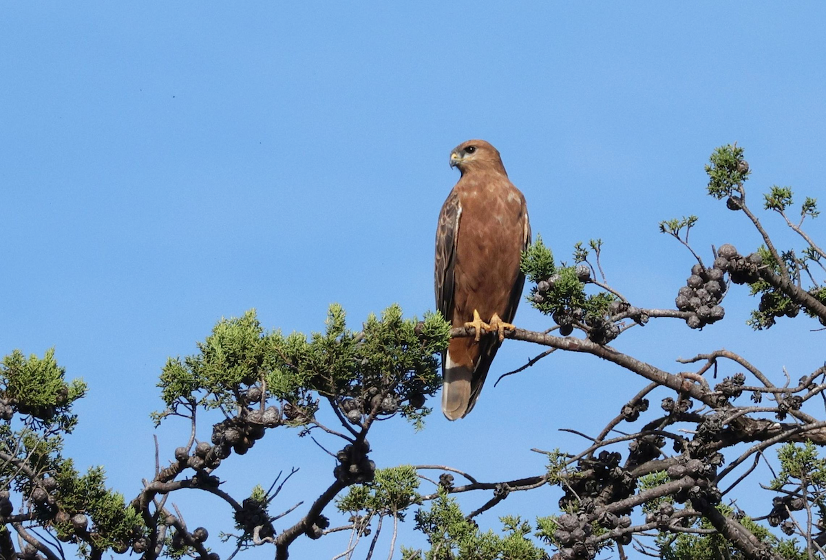 Elgin Buzzard (undescribed form) - ML637556379