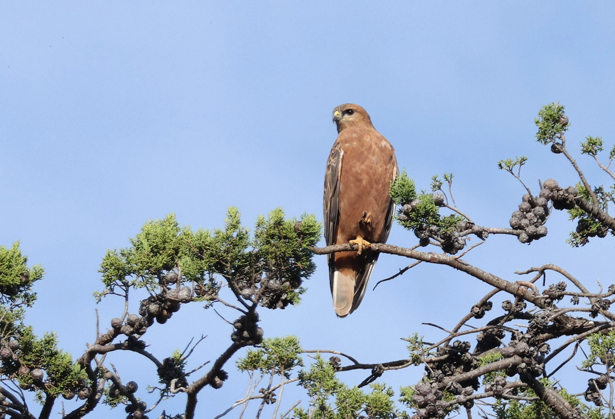 Elgin Buzzard (undescribed form) - ML637556392