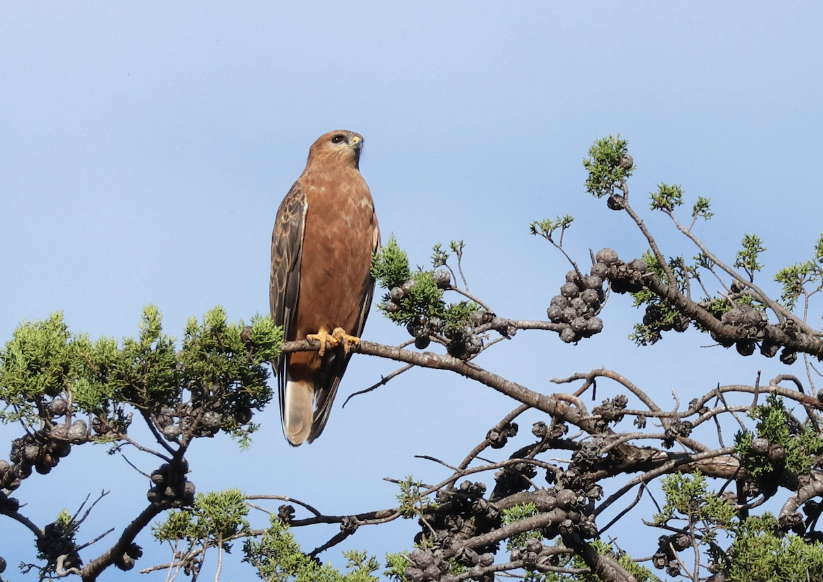 Elgin Buzzard (undescribed form) - ML637556393