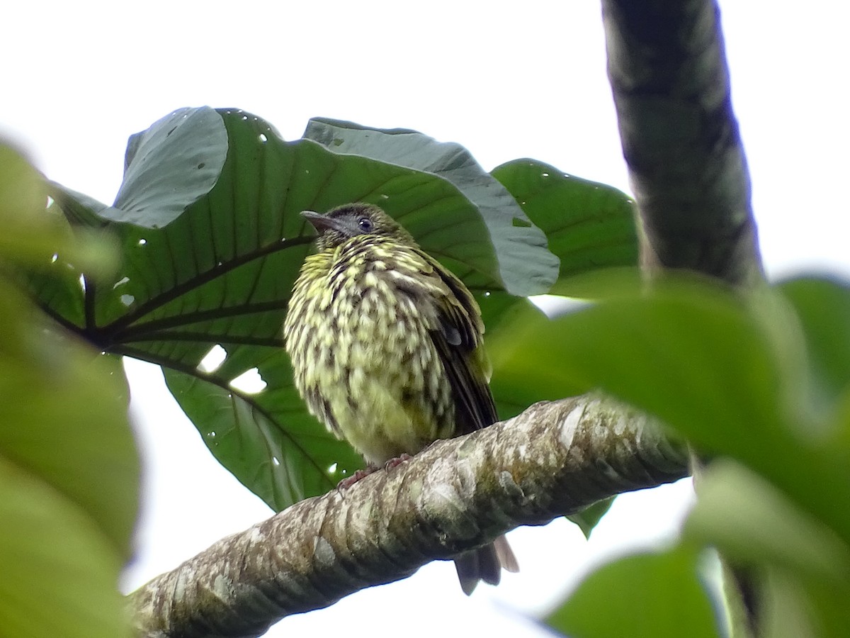 Bare-throated Bellbird - ML637556421