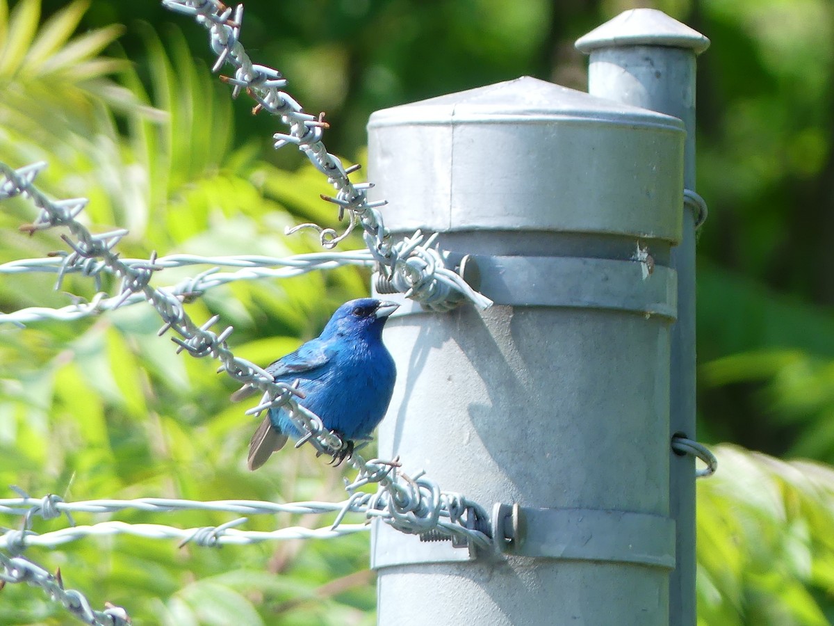 Indigo Bunting - ML637556422
