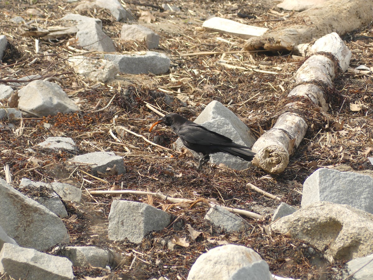 American Crow - ML637556437