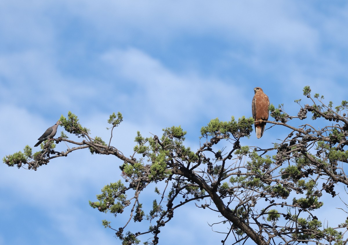 Elgin Buzzard (undescribed form) - ML637556454