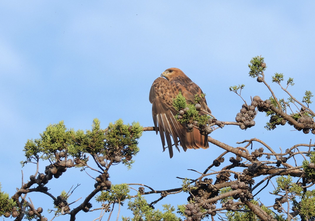 Elgin Buzzard (undescribed form) - ML637556463
