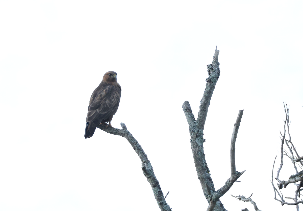 Elgin Buzzard (undescribed form) - ML637556466