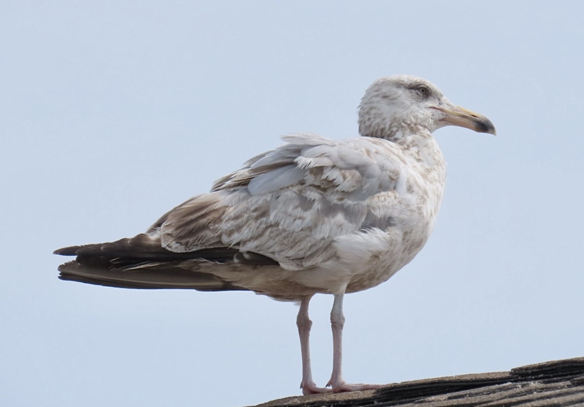 American Herring Gull - ML637556498