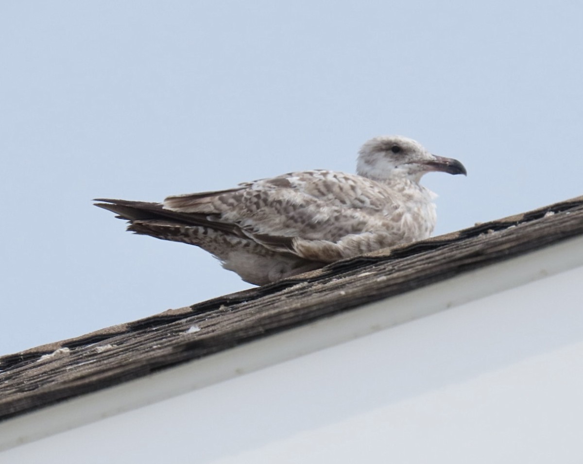 American Herring Gull - ML637556499