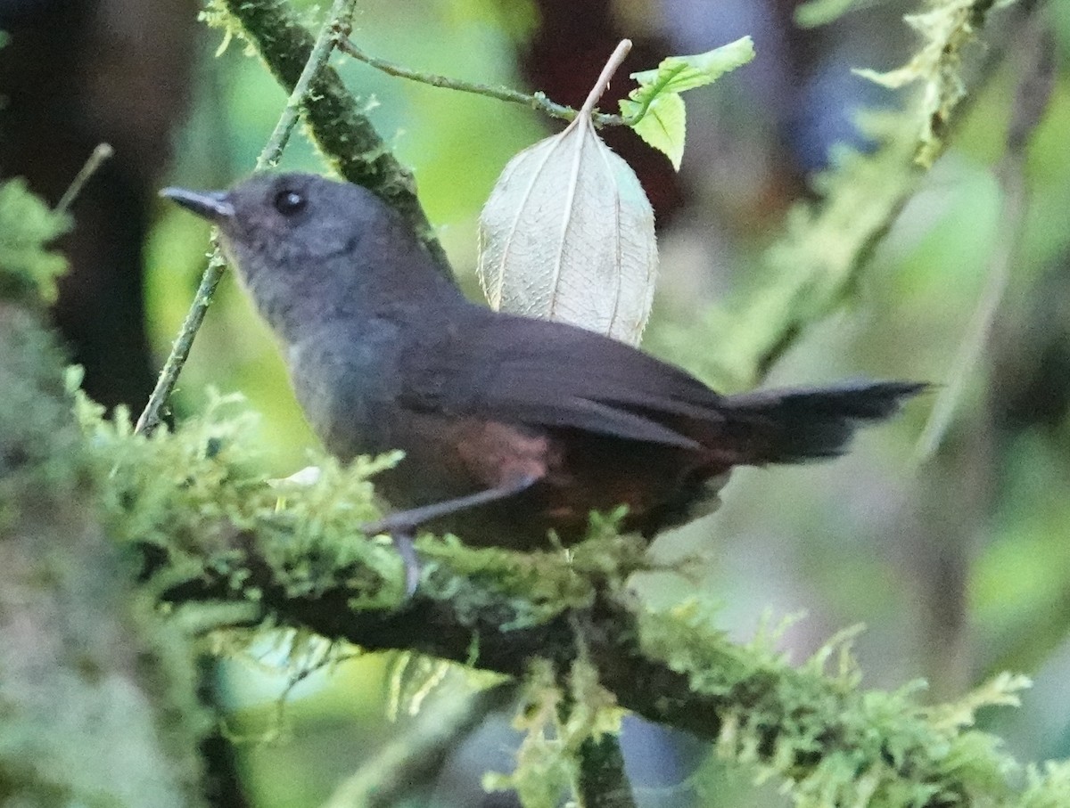 Nariño Tapaculo - ML637556548