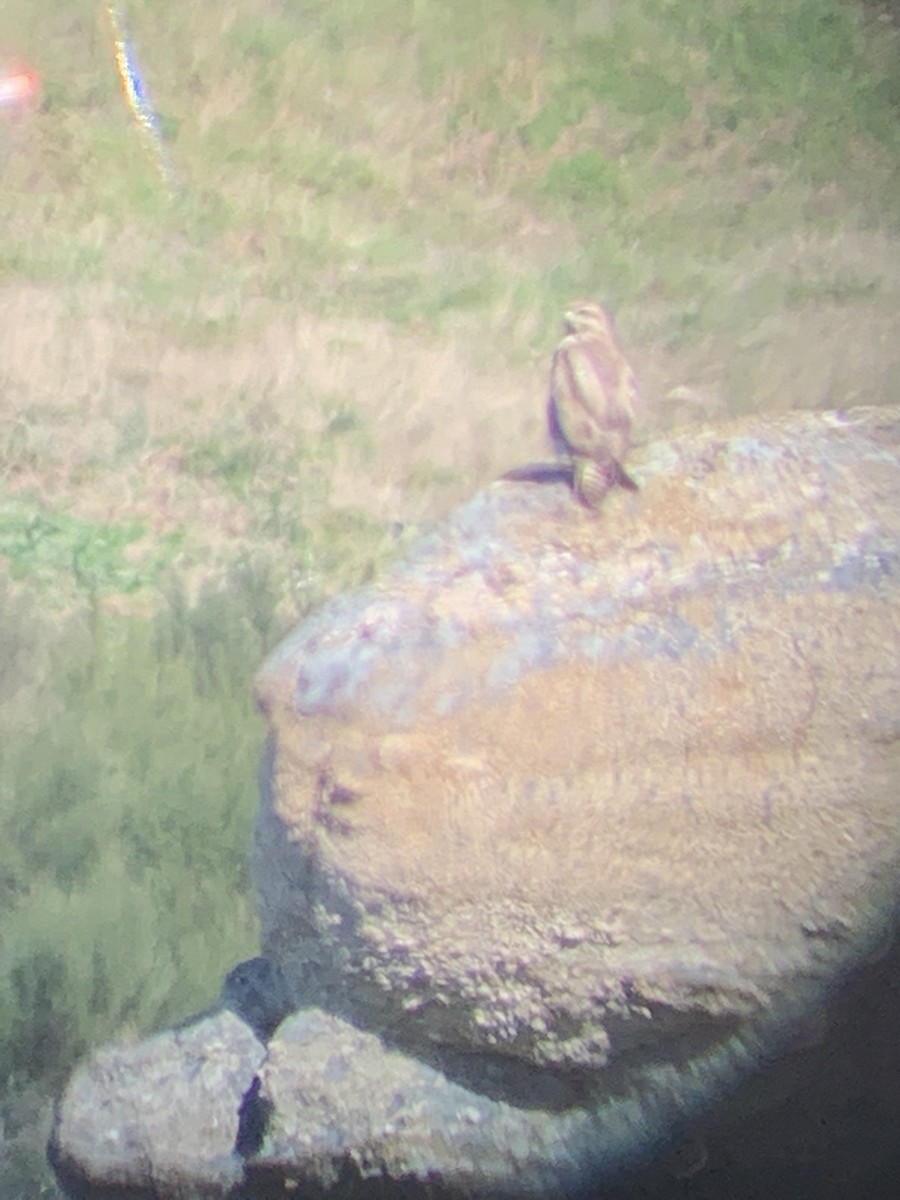 Common Buzzard - ML637556561