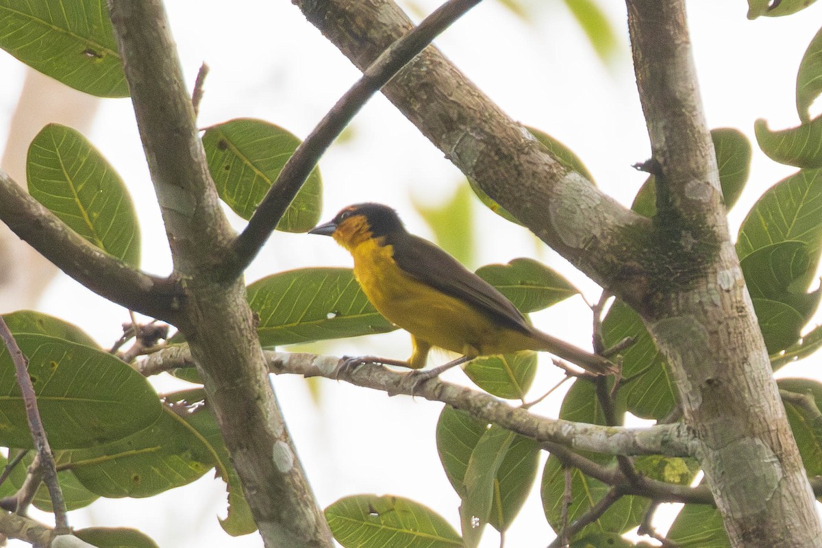 Black-necked Weaver - ML637556602