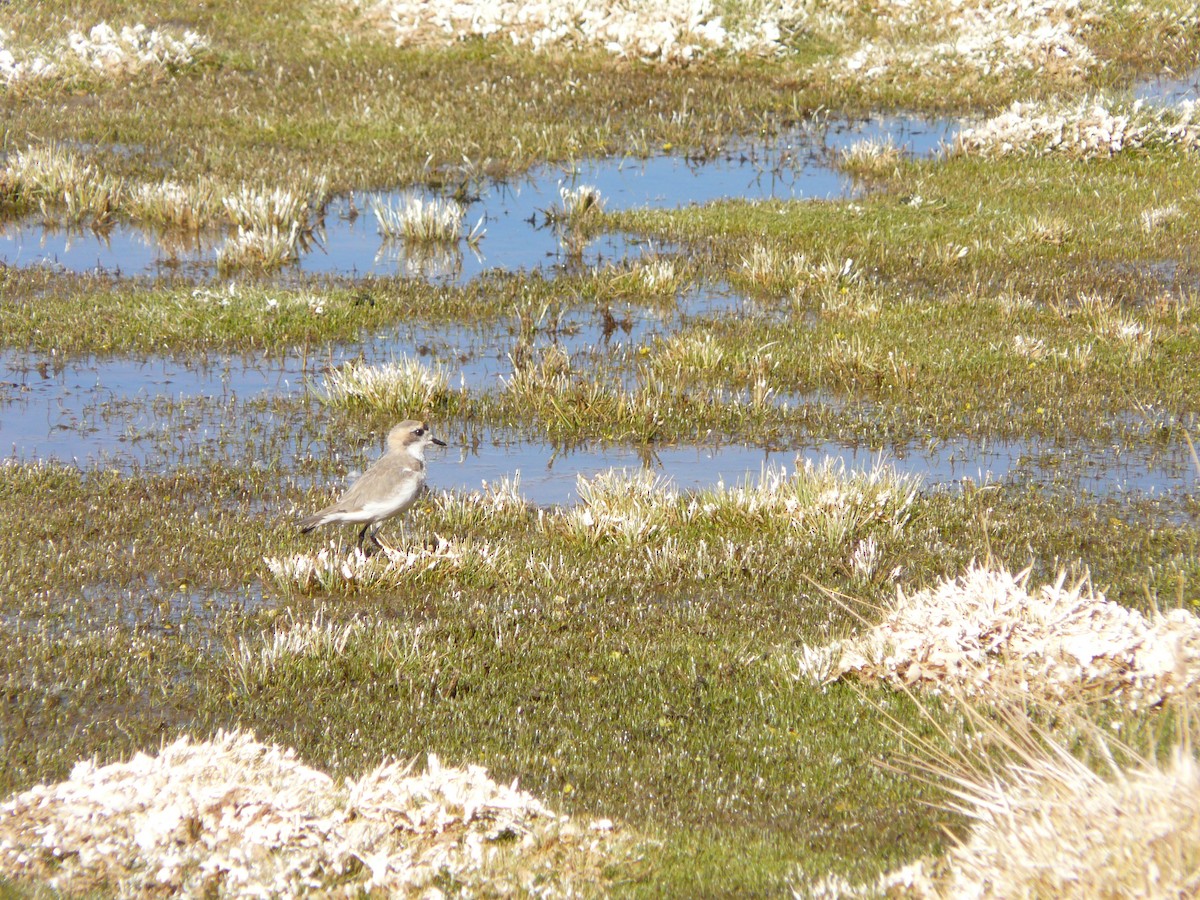 Puna Plover - ML637556657