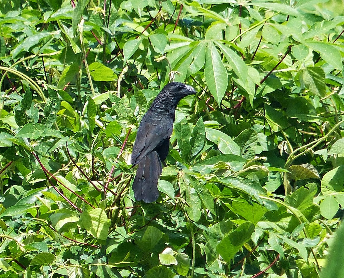 Smooth-billed Ani - ML637556762
