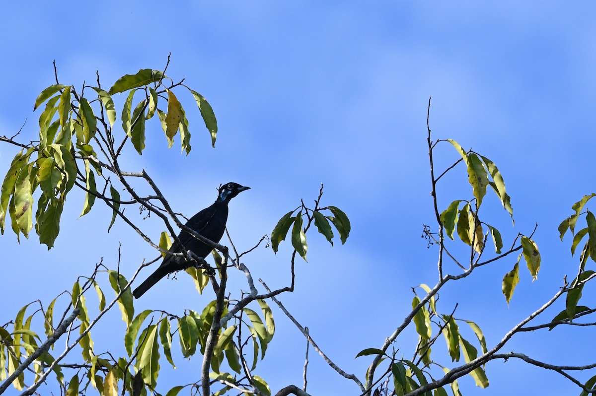 Bare-necked Fruitcrow - ML637556781
