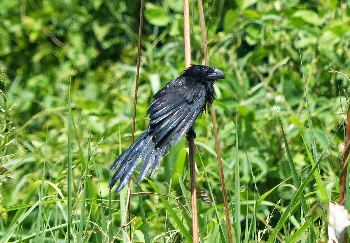 Smooth-billed Ani - ML637556809
