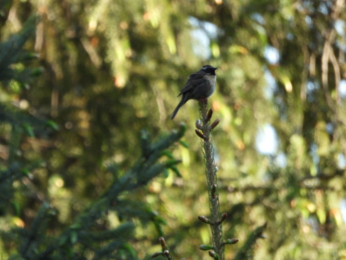 Black-throated Accentor - ML637556839