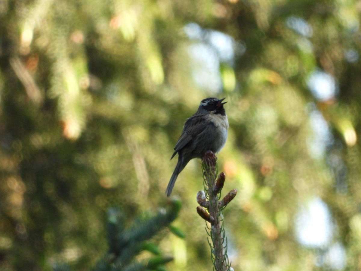 Black-throated Accentor - ML637556841