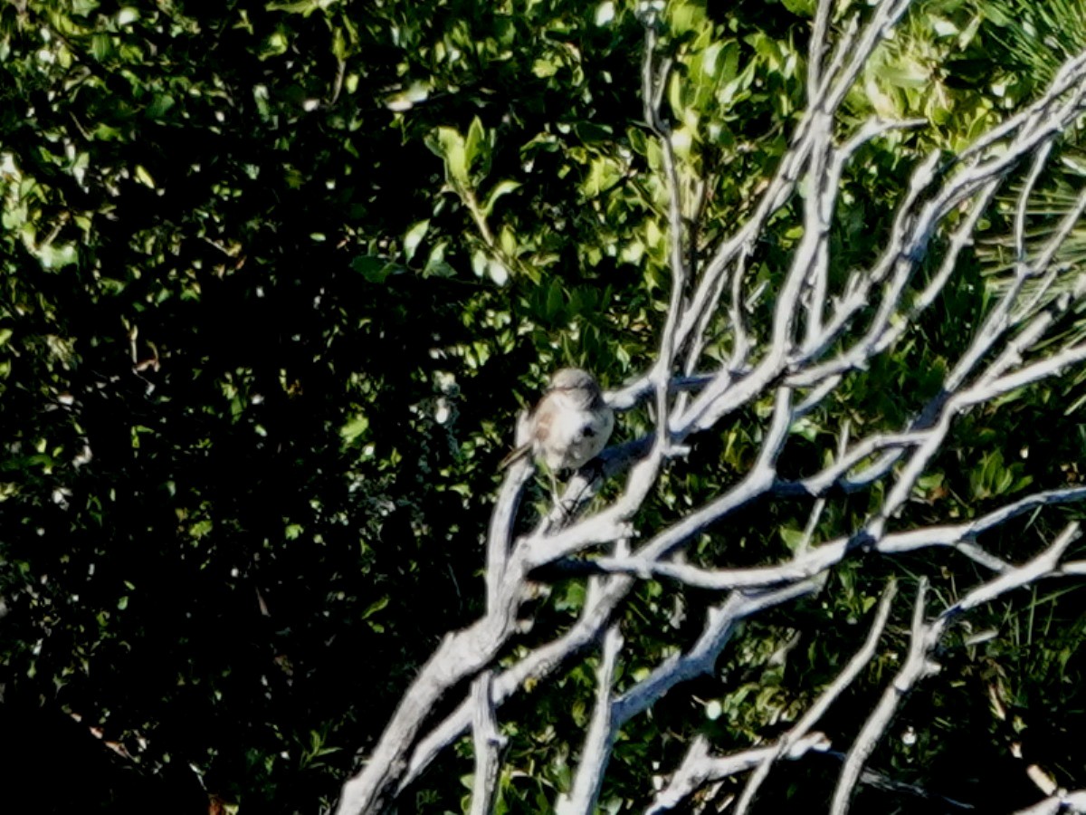 Bell's Sparrow - ML637556895