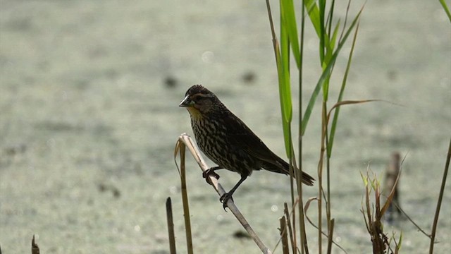 Red-winged Blackbird - ML637556911
