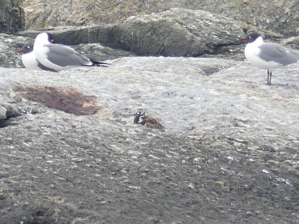 Ruddy Turnstone - ML637556922