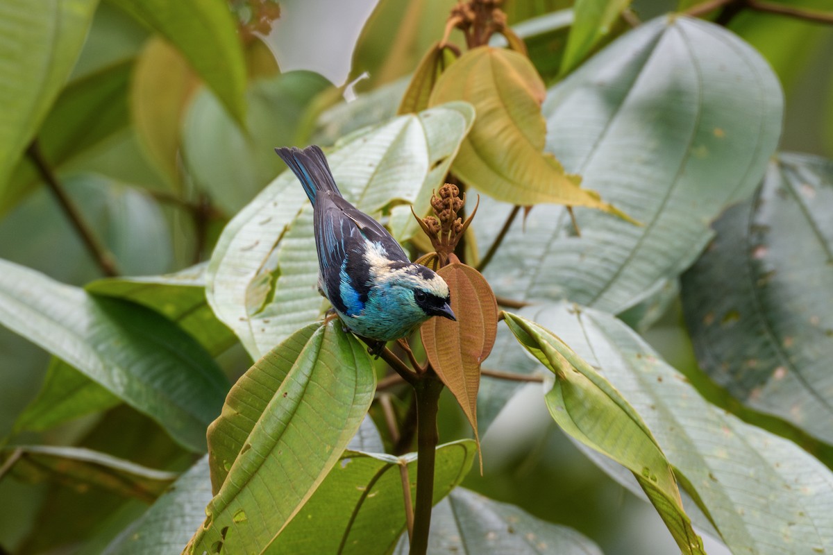 Metallic-green Tanager - ML637556969