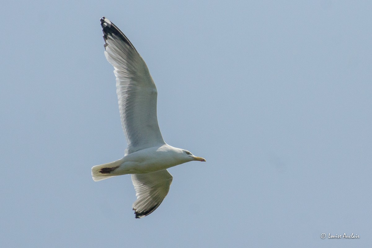 American Herring Gull - ML637556995