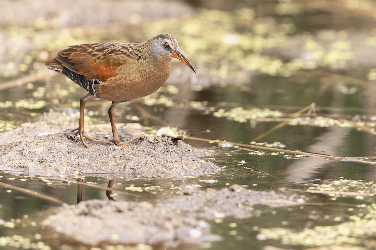 Virginia Rail - ML637557021