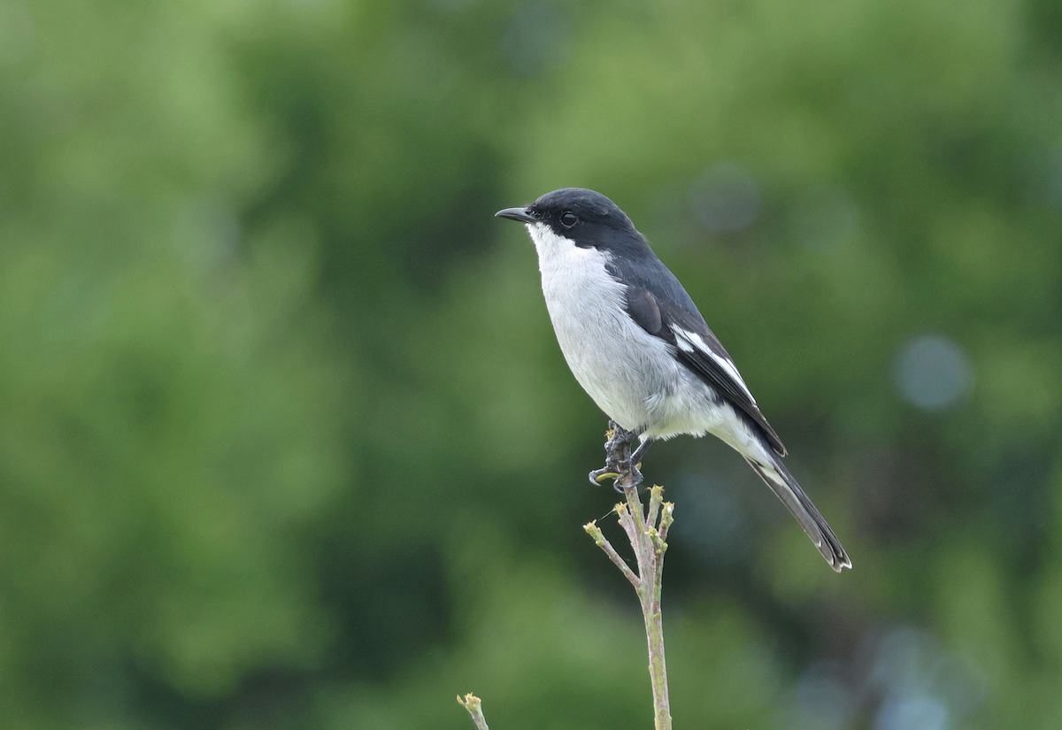 Fiscal Flycatcher - ML637557027