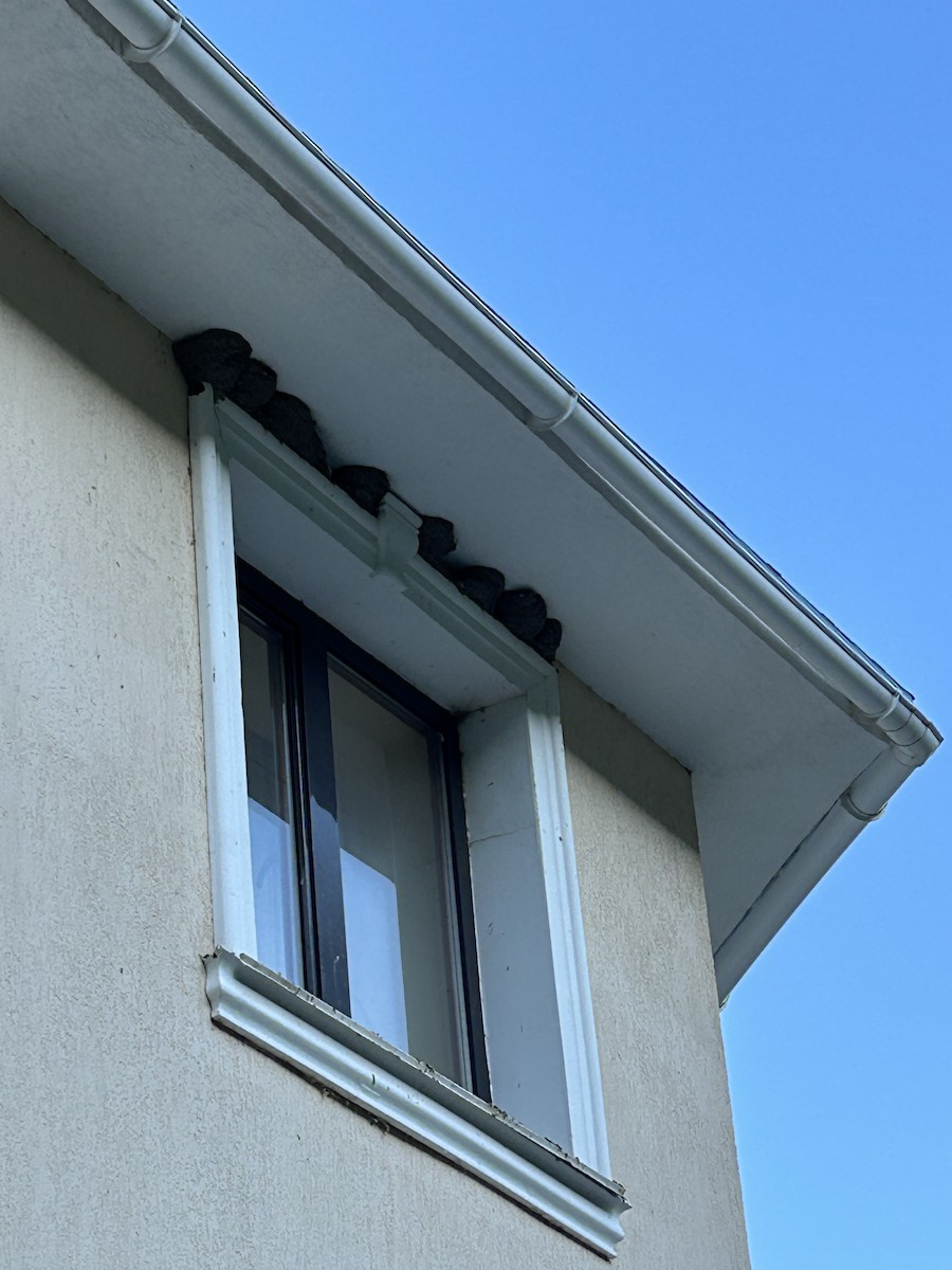 Western House-Martin - ML637557034