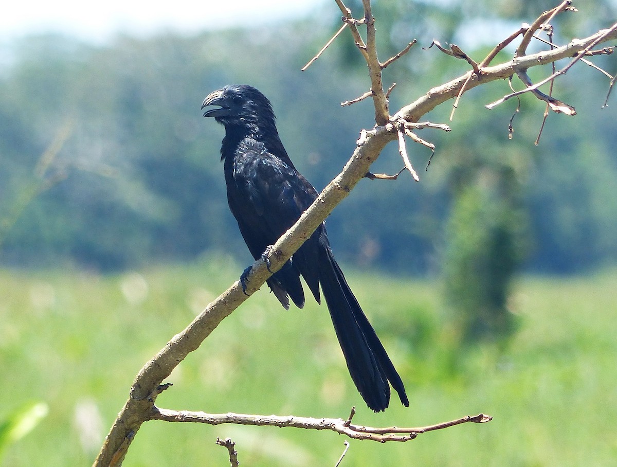 Smooth-billed Ani - ML637557046