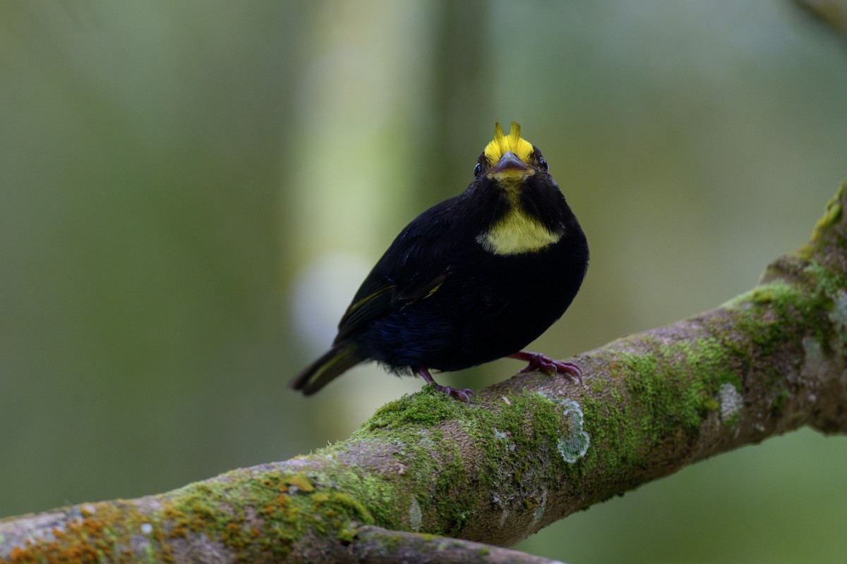 Golden-winged Manakin - ML637557066