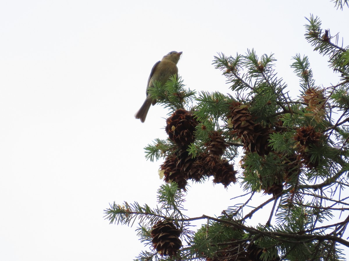 Buff-breasted Flycatcher - ML637557077