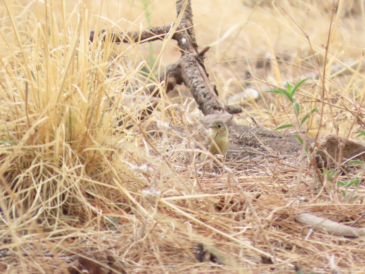 Buff-breasted Flycatcher - ML637557078