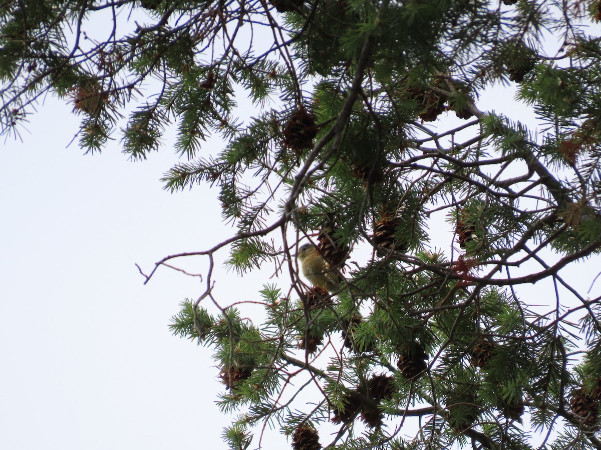 Buff-breasted Flycatcher - ML637557083