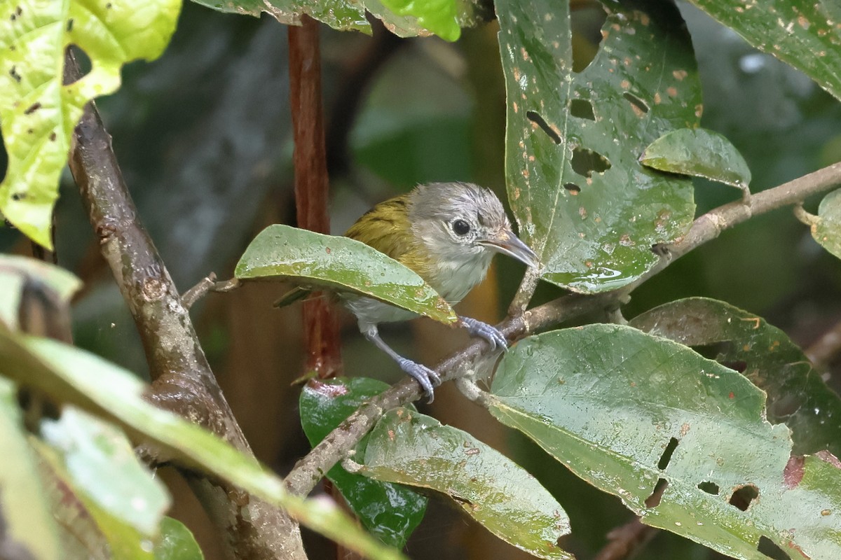 Lesser Greenlet - ML637557107