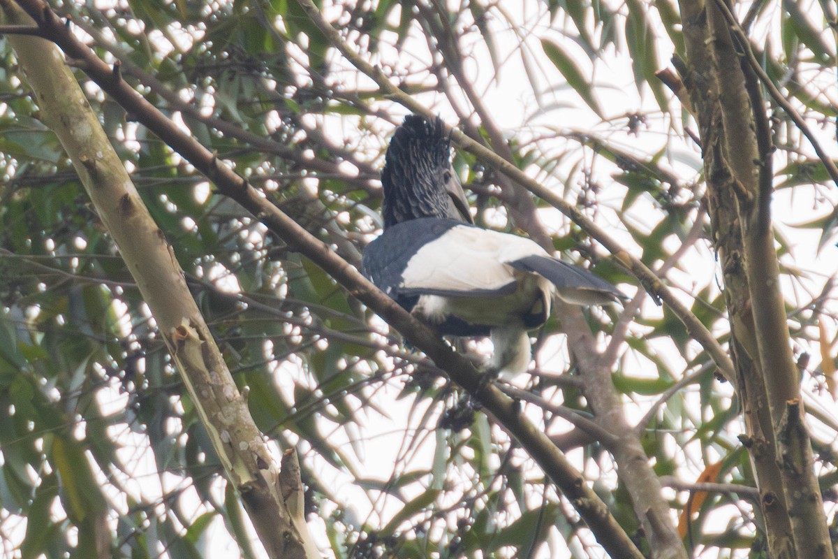 Grauwangen-Hornvogel - ML637557122