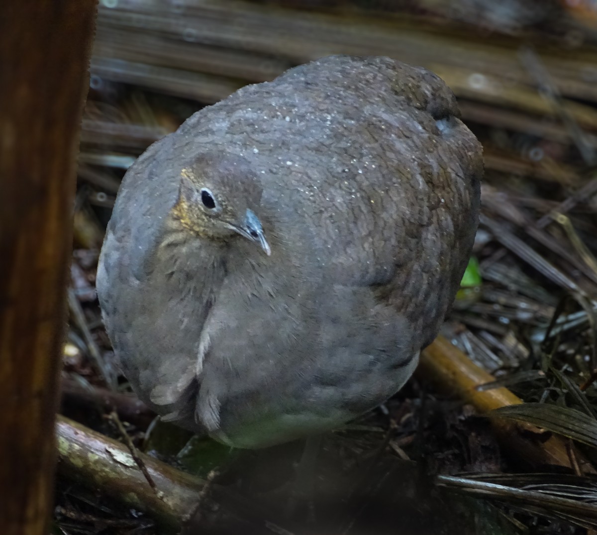 Solitary Tinamou - ML637557194