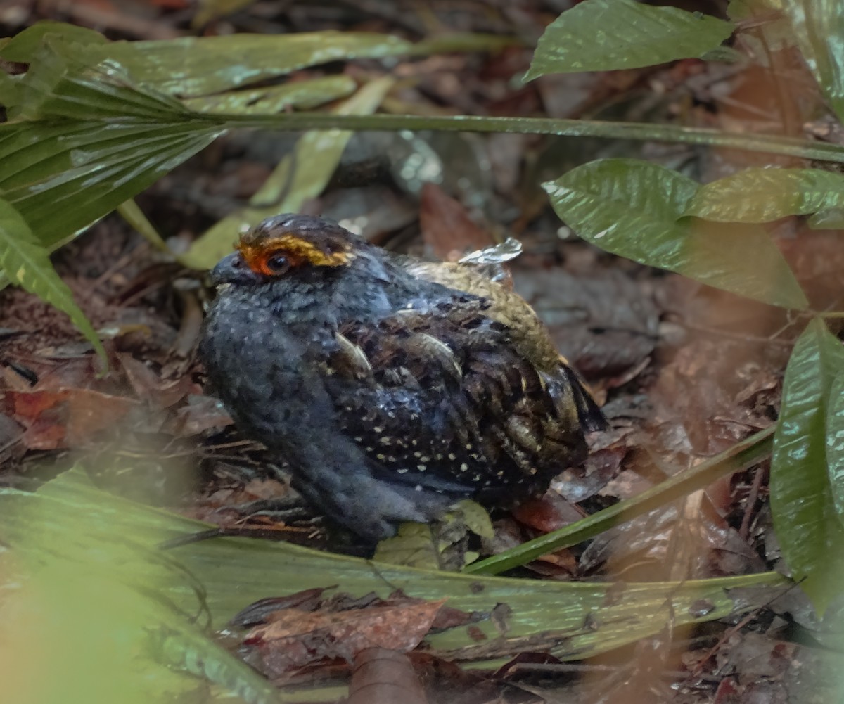 Spot-winged Wood-Quail - ML637557202