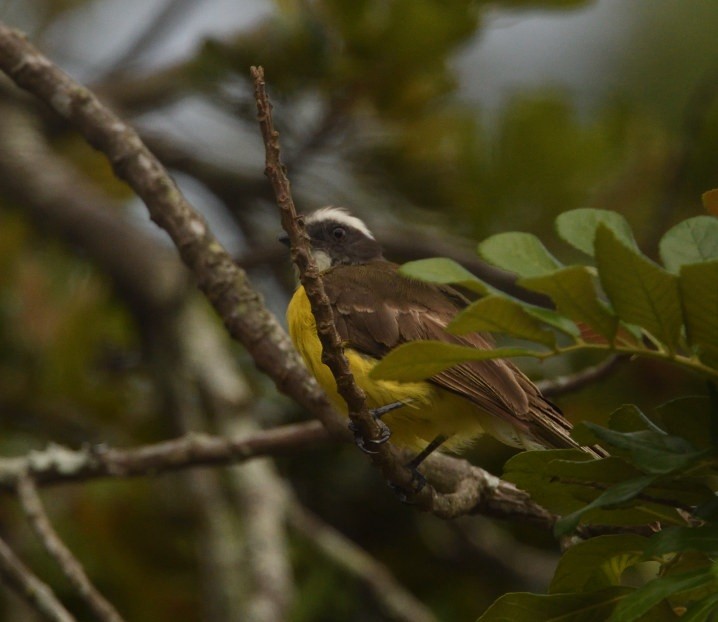 Social Flycatcher - ML637557226