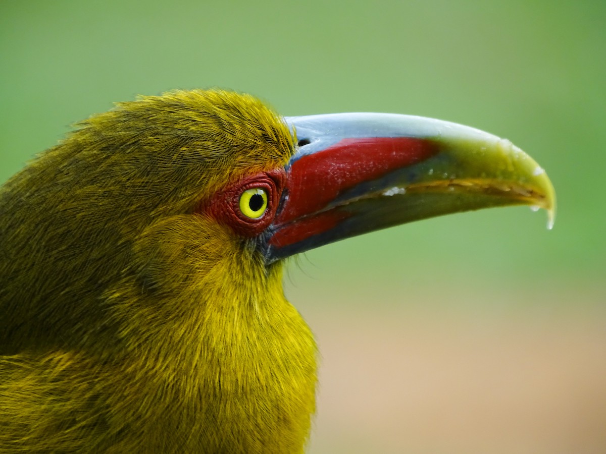Saffron Toucanet - ML637557236
