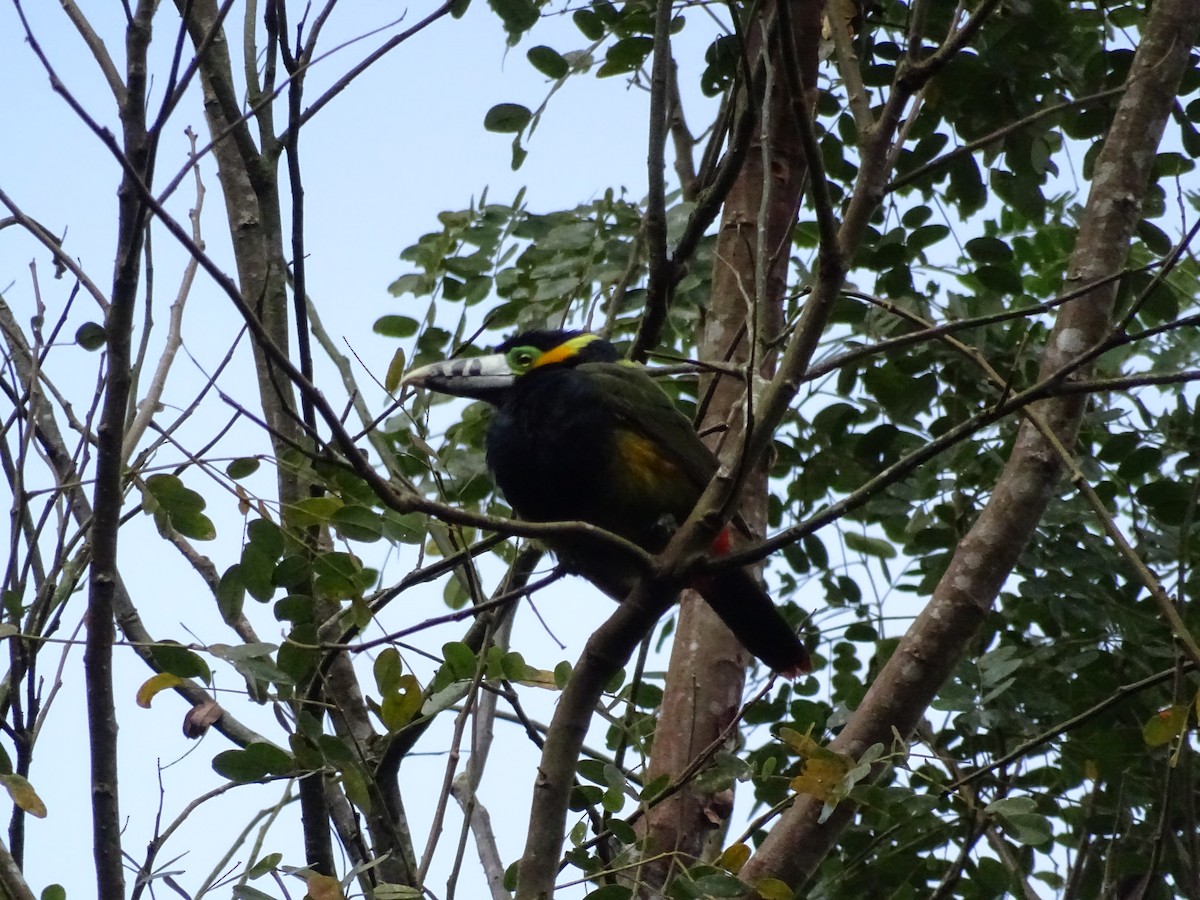 Spot-billed Toucanet - ML637557256
